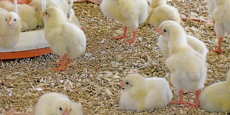 Inga nya fall av newcastlesjuka i Mölndal