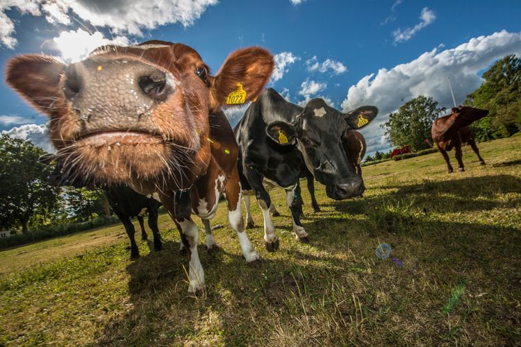 Miljoner till forskning om juverhälsa