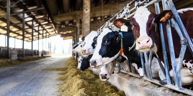 Självklart att Arla kontrollerar gårdarna