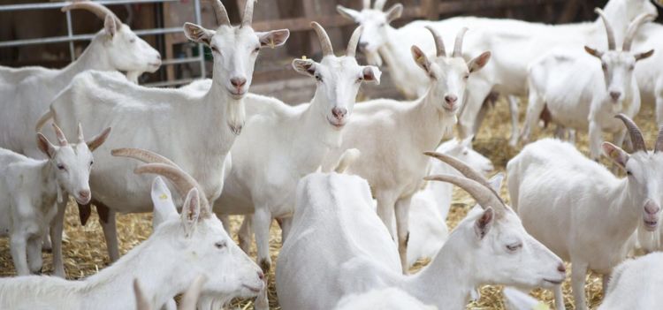 Getbesättning brann inne i Norge