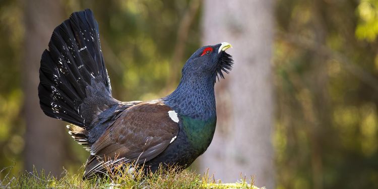 Delade meningar om EU-dom om artskydd