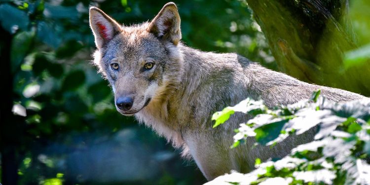 Nej till enklare vargjakt i Schweiz