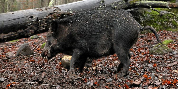 Nya salmonellafynd bland vildsvin