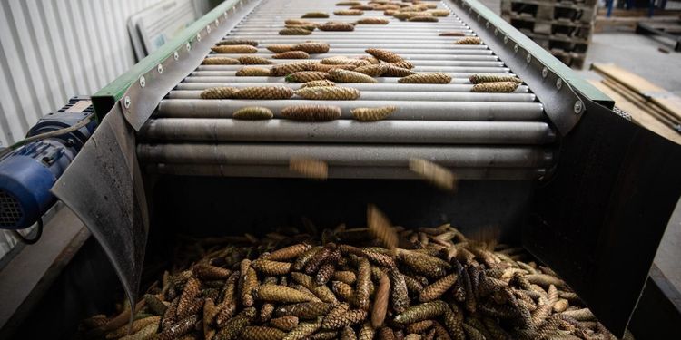 Frön till hundratals miljoner nya träd