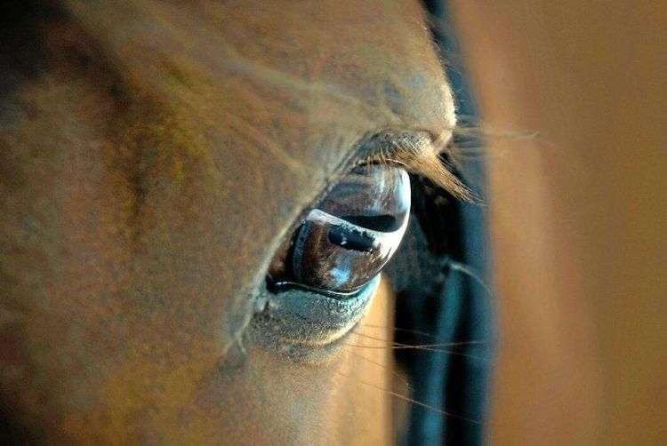 Farligt hästvirus upptäckt i Blekinge