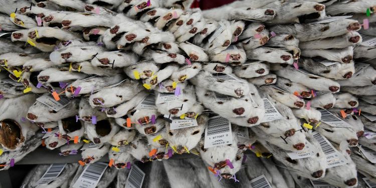 Banken som säger nej till minkuppfödare