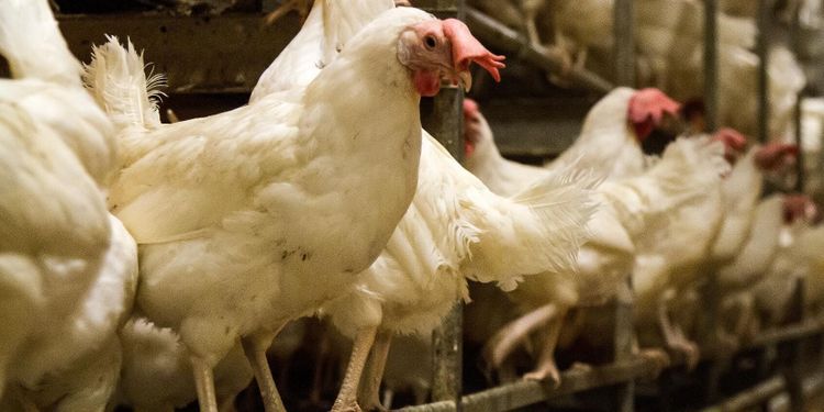 Influensautbrottet växer – 1,3 miljoner höns avlivas