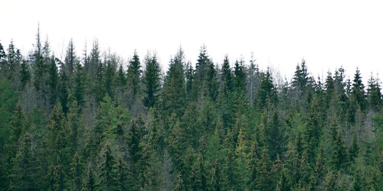 Certifierad skog i Sverige – län för län