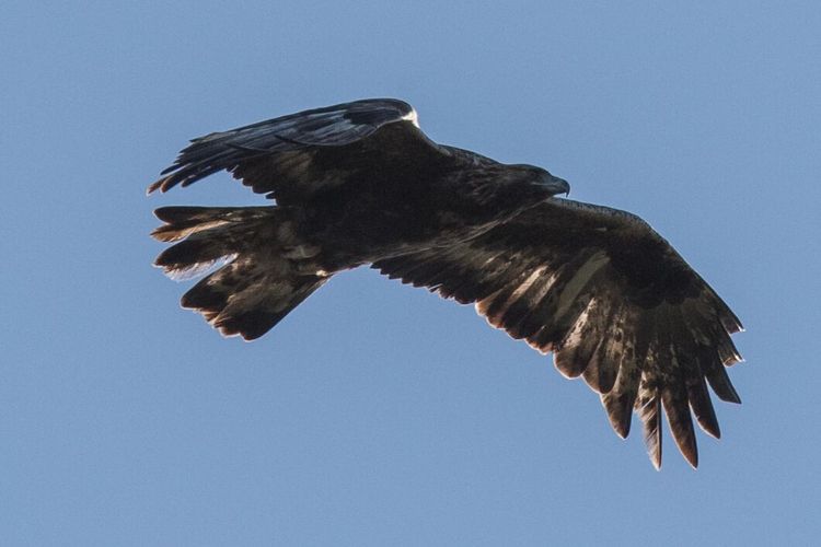 Örnpar går före 400 jobb