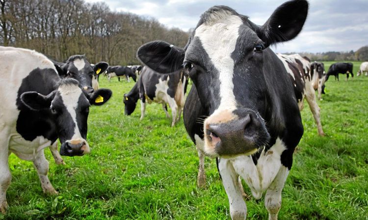 Lantbrukare ska få betalt för att sluta