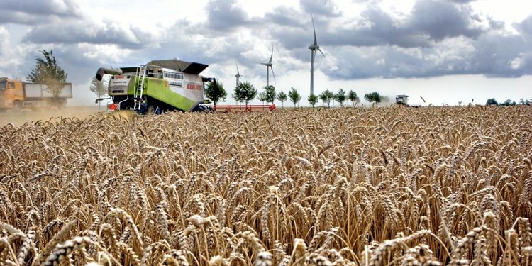 Sämre skördeår drar upp vetepriserna i världen