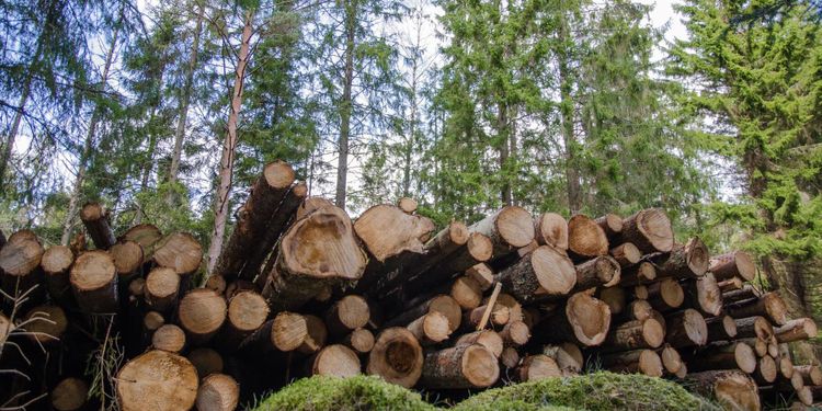 Skogspriser planar ut – kan ha nått sin topp