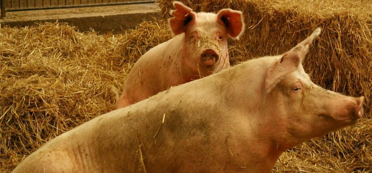 Försäljningen av gyltor ökar