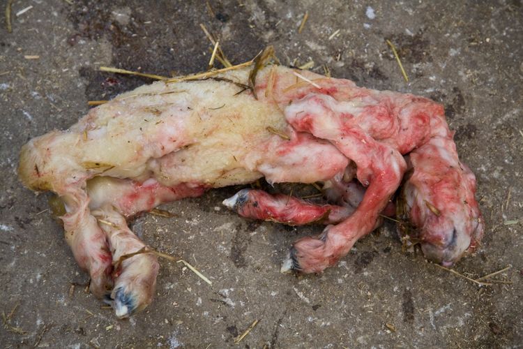 Även Sverige berördes av utbrott av Schmallenbergvirus åren 2011-2012. Även 2013 konstaterades viruset. Här ett dött lamm smittat av schmallenbergviruset.