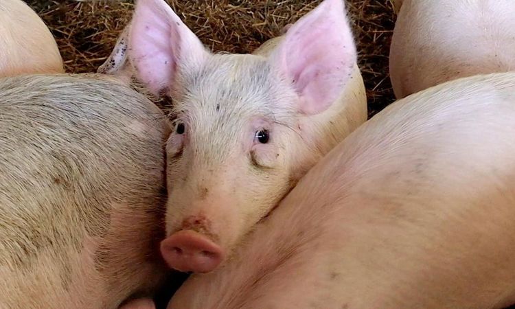 Åsikter om EU:s strategi för djurvälfärd efterlyses