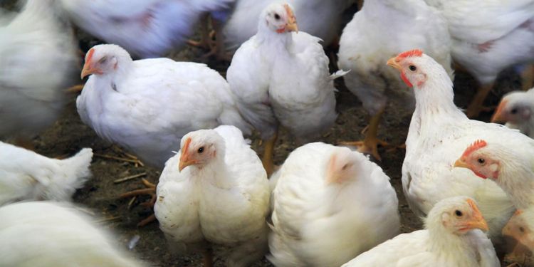 Se kycklingens hela livshistoria i din mobil