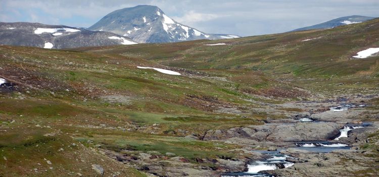 Liga misstänks stjäla orkidéer