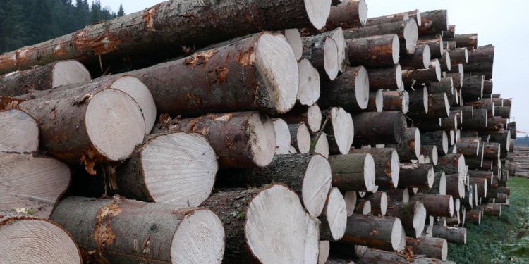 Mellanskog ändrar virkespriserna