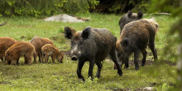 Så ska Sverige stoppa afrikansk svinpest