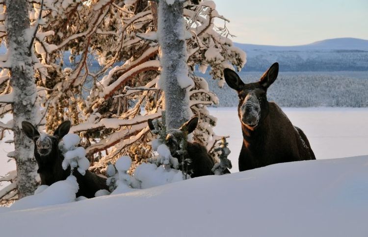 Med mycket snö i norra Sverige i vinter har älgar och rådjur haft svårt att hitta tillräkligt med mat. Arkivbild.