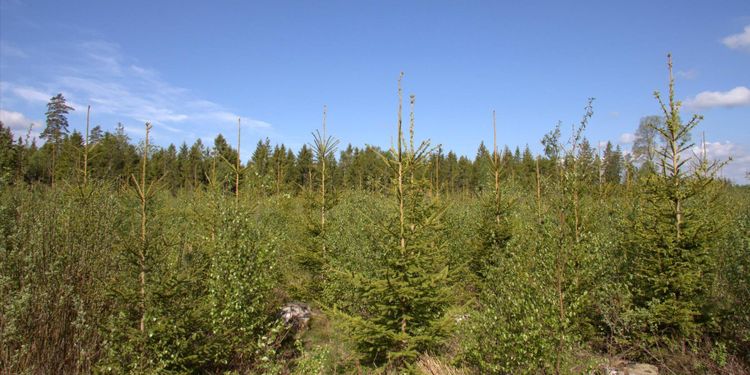 Regeringen vill se bättre konkurrens i skogsindustrin