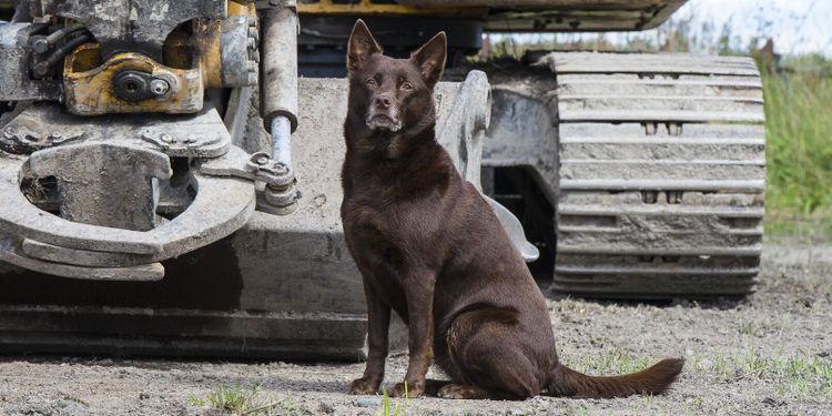 När är det dags att ta farväl av gårdshunden?