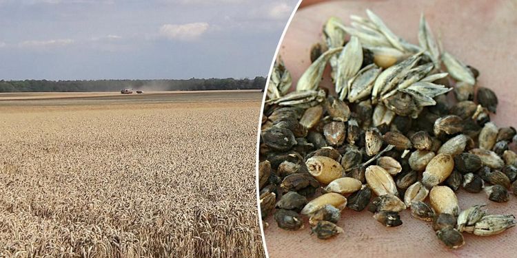 Flera samtal om stinksot – så skyddar du dig