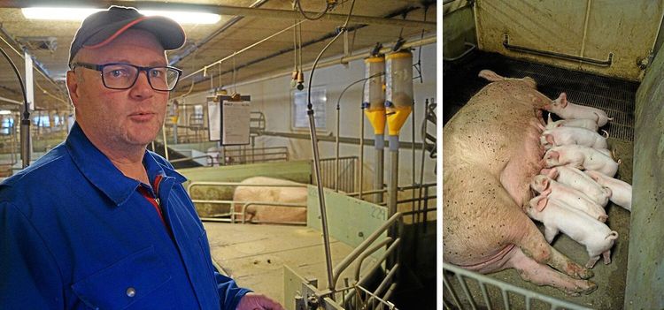 En dansk krona extra för knorren