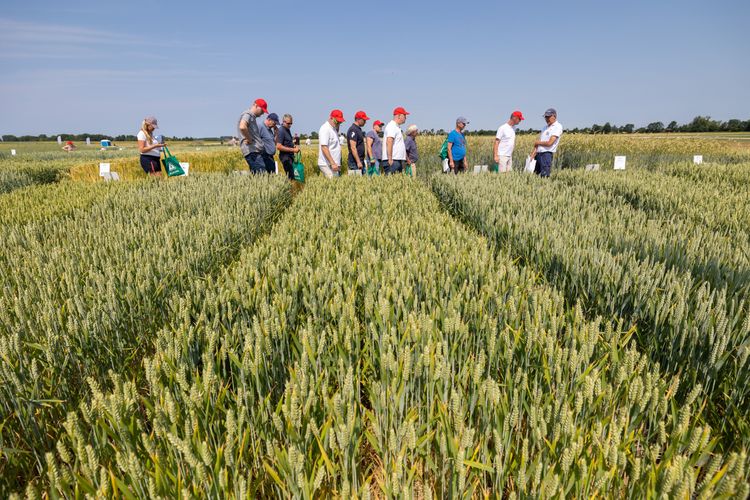 Besökare studerar fälten på Borgeby Fältdagar.