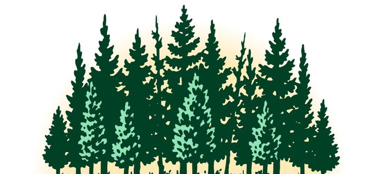 Aktivt skogsbruk bra för klimatet