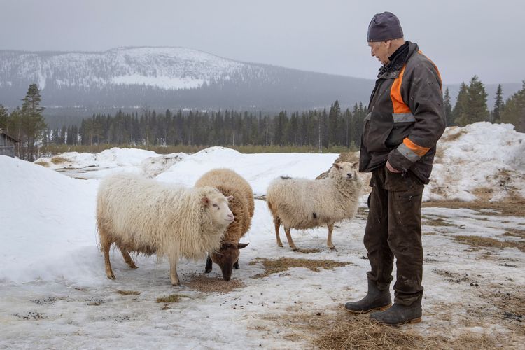 Man på vintrig gård matar får framför snötäckta berg och skog