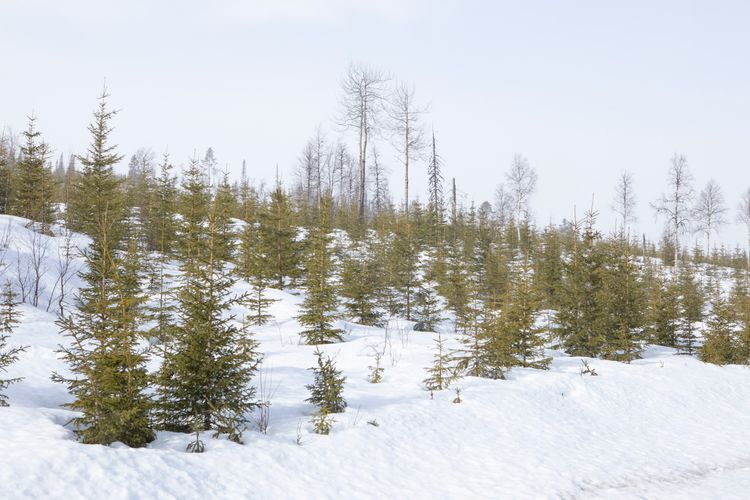 Snötäckt sluttning med unga granar och glesa träd mot ljus himmel
