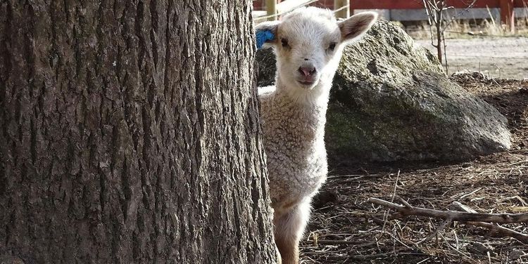 Byggbolag tar över stadsnära jordbruk