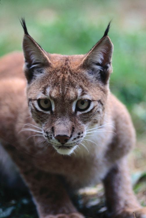 Nytt lo-angrepp i Bockara