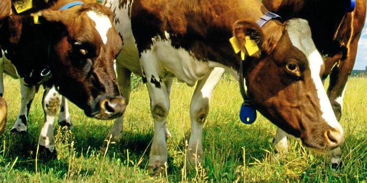 ”Vi måste hitta ett lagom antal idisslare”