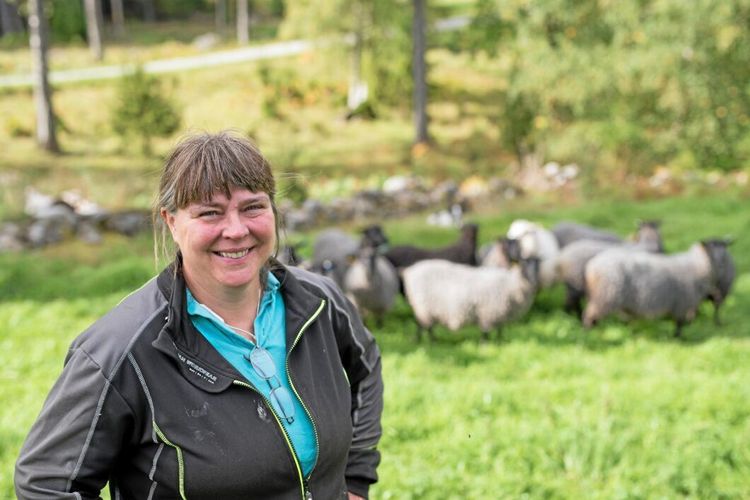 Jägarförbundet: ”Vargförvaltningens sista dödsryck”