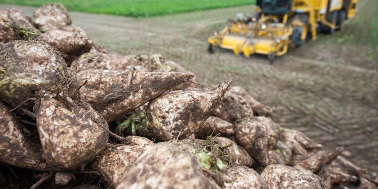 Dispensen för Gaucho stoppad i domstol