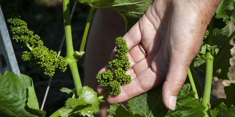 Tredje gången gillt för gårdsförsäljning av alkohol?