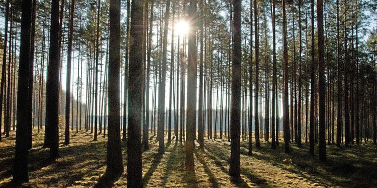 Suppleant byts ut i Greengold-styrelser