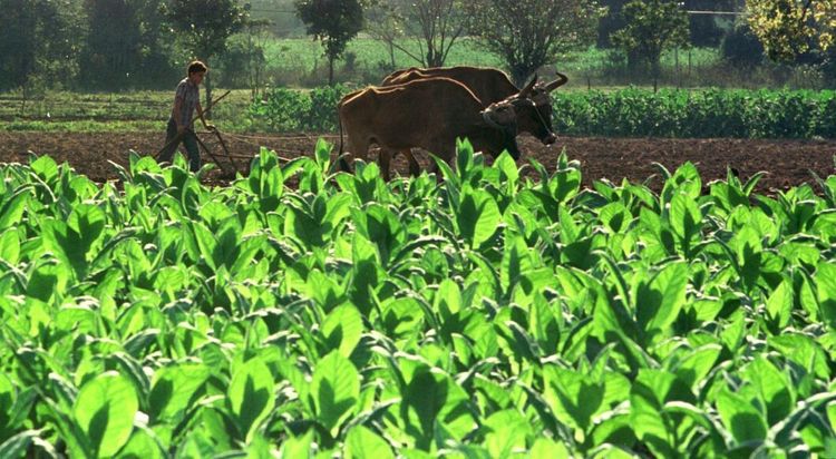 Knäckt fotosyntes ska ge produktivare grödor