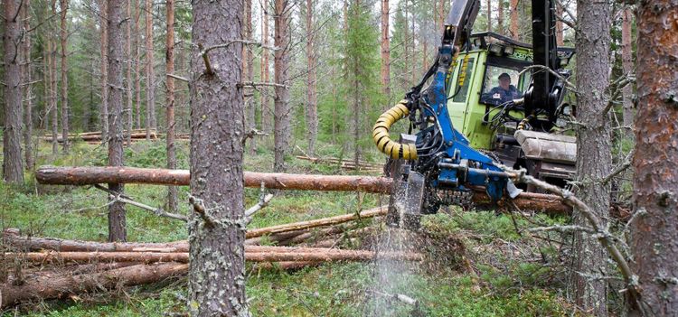 Nytt mobilverktyg ger stöd vid gallring
