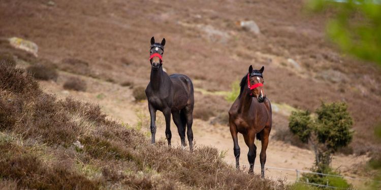 Backigt naturbete lockar utländskt intresse