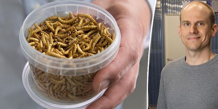 Insektsbolag tar in miljoninvestering