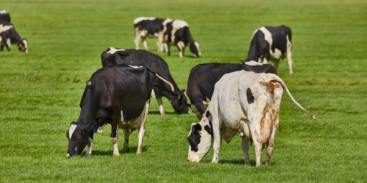 Här finns ekokorna – län för län