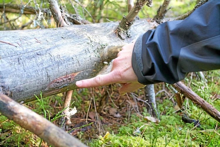 ”Kan hitta rödlistade arter var som helst”