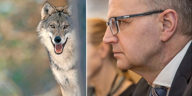 Vargstammen växer – men ny lagstiftning dröjer