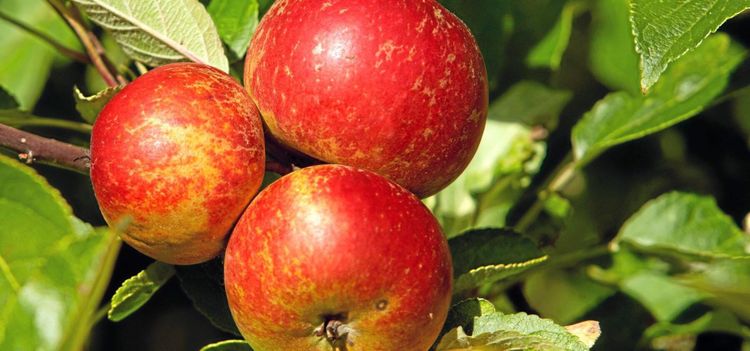 Äppelodlarna säljer klass 2 äpplen i butik