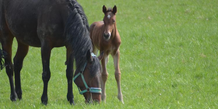 Nu finns testet här för dödlig fölsjukdom