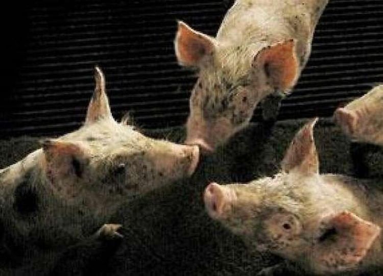 Omstritt djurskydd på väg tillbaka?