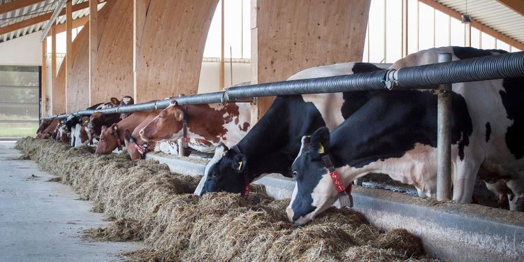 ”Vi tar inte ställning för eller emot stordrift”